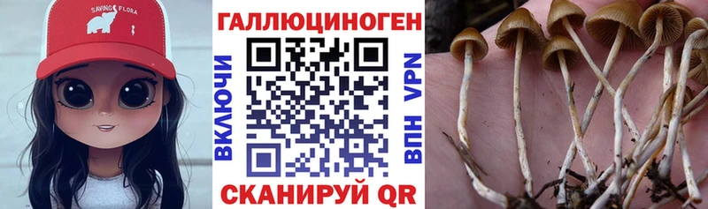 Галлюциногенные грибы Psilocybe  Купить закладки  Нолинск 